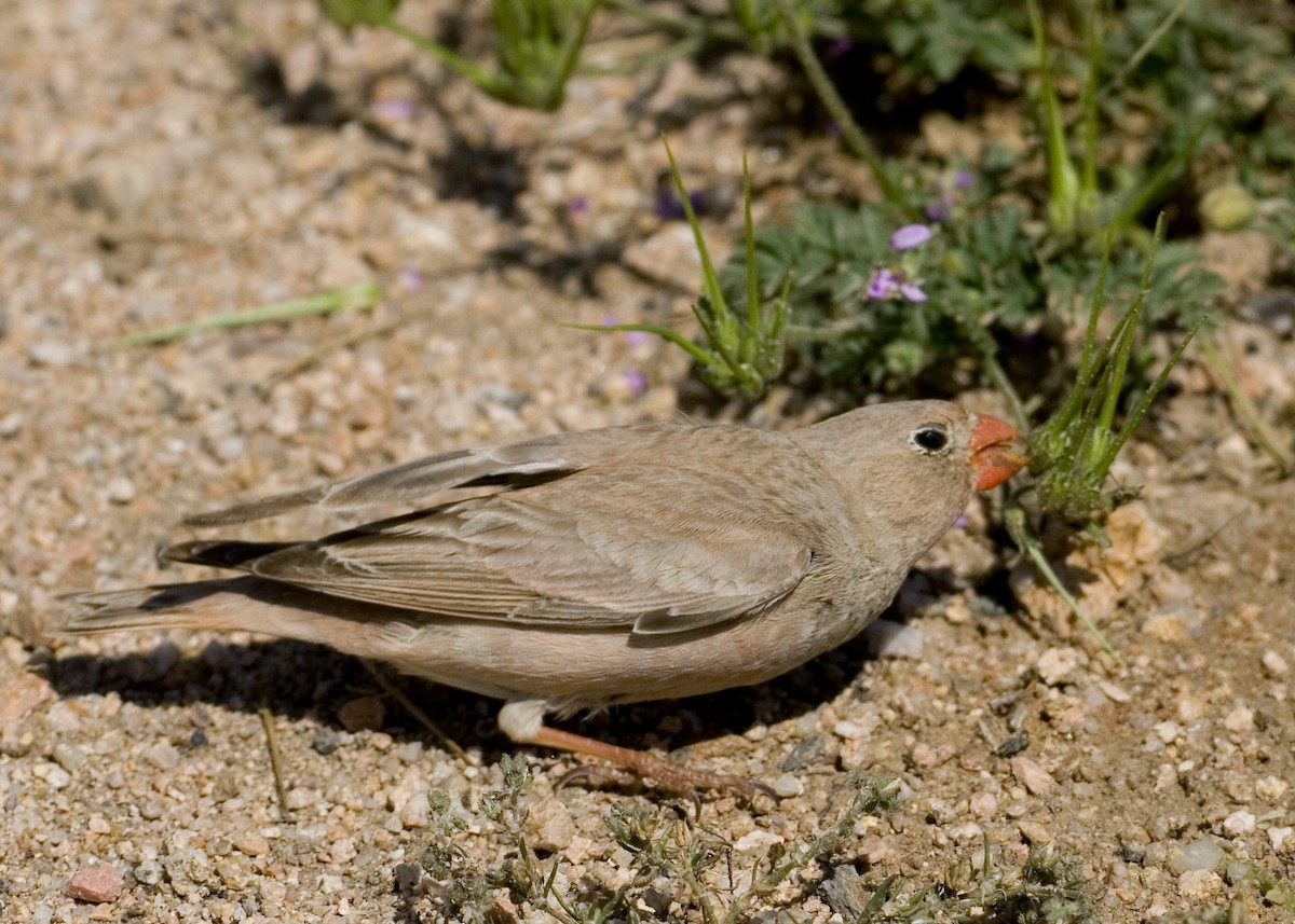 Trumpeter Finch - Emin Yogurtcuoglu