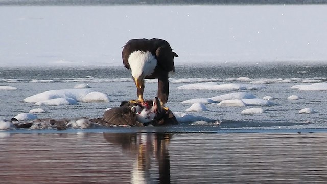 Bald Eagle - ML296615931