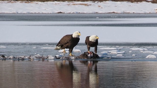 Bald Eagle - ML296619071