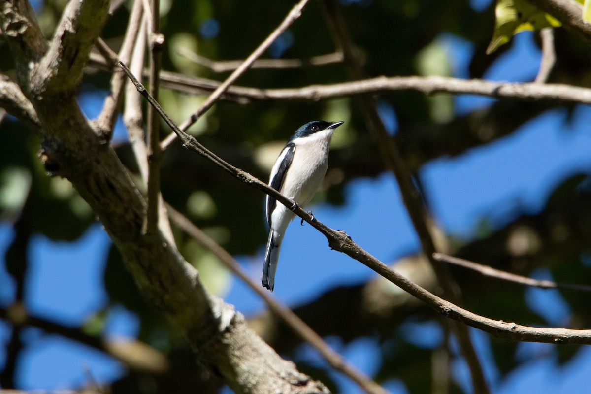 Bar-winged Flycatcher-shrike - ML296619521