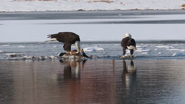 Bald Eagle - ML296620471