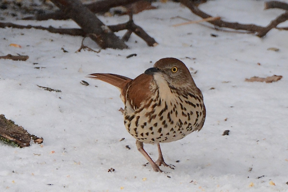 Brown Thrasher - ML296620541