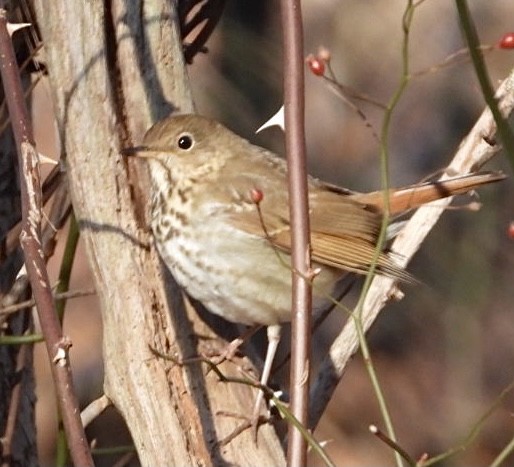 Hermit Thrush - ML296620981