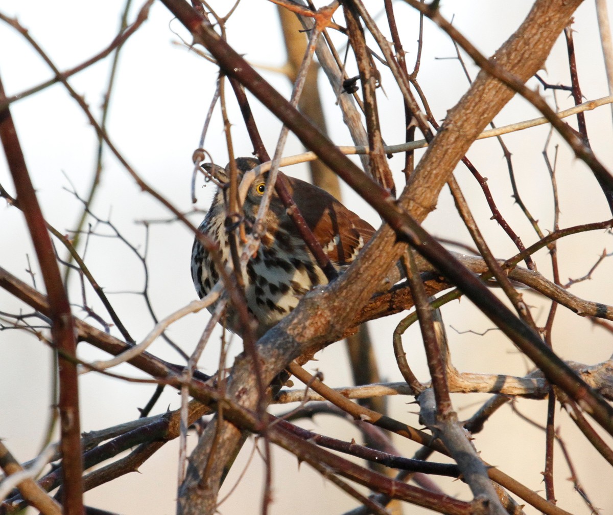 Brown Thrasher - ML296623761