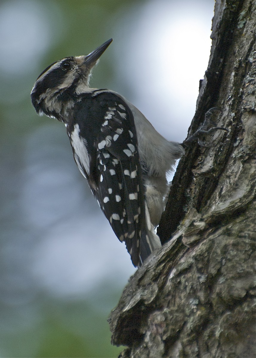 Hairy Woodpecker - Warren Lynn