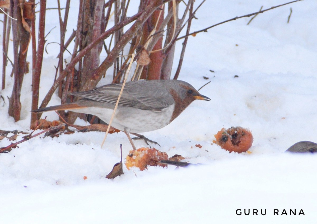 Red-throated Thrush - ML296629021