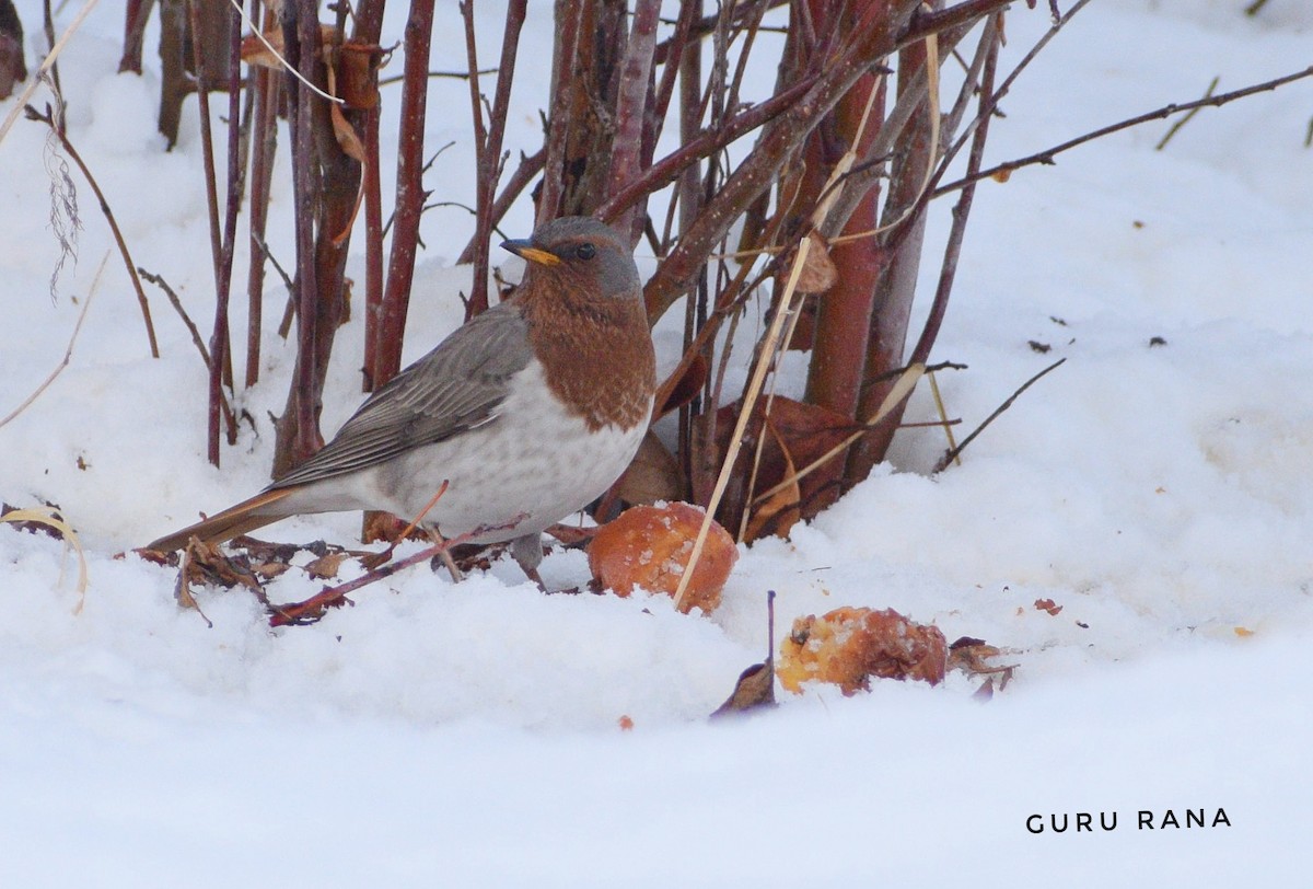 Red-throated Thrush - ML296629041