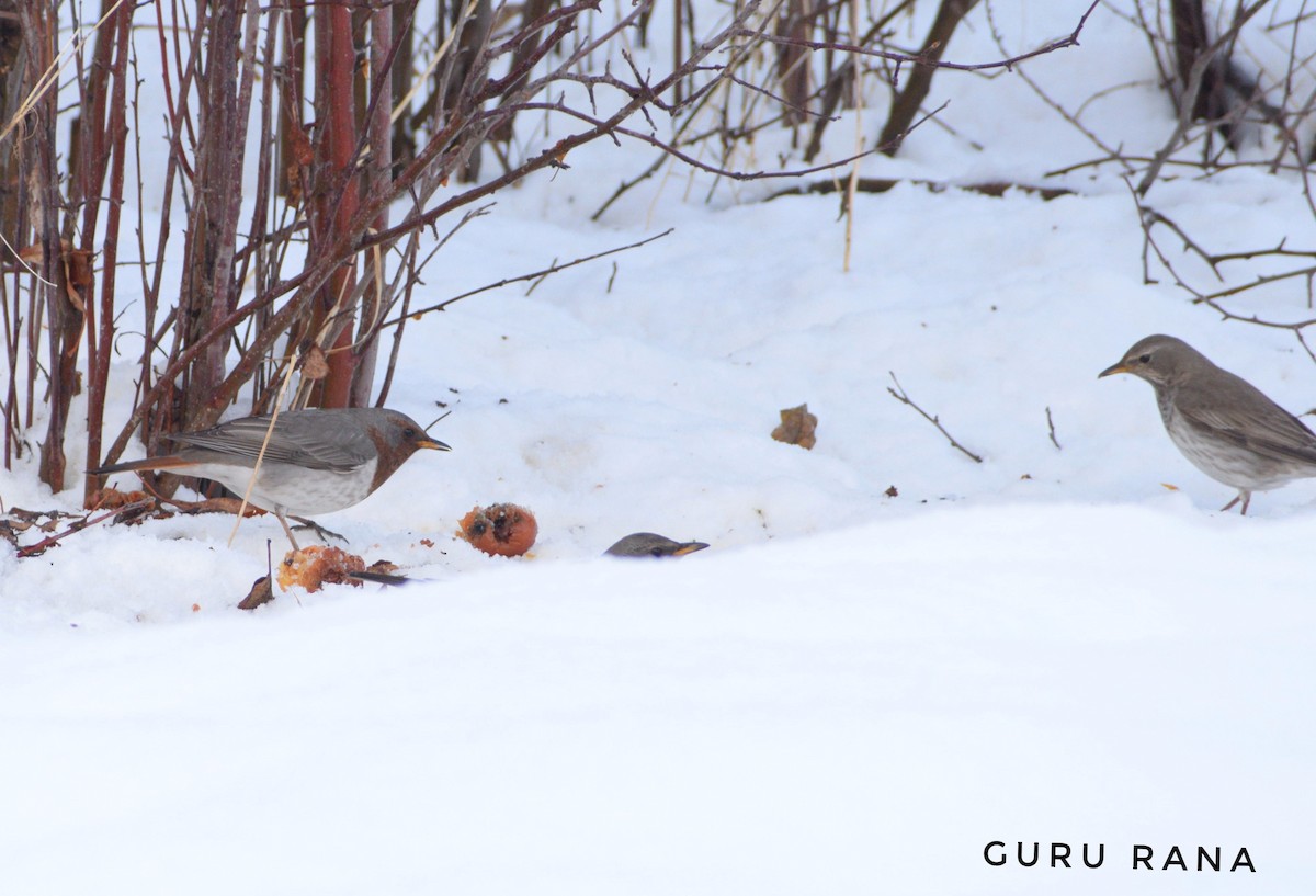 Red-throated Thrush - ML296629061