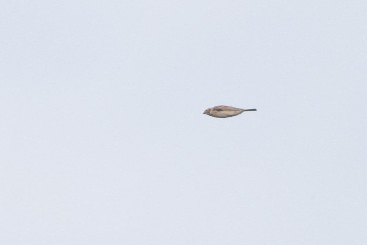 Lapland Longspur - ML296629071