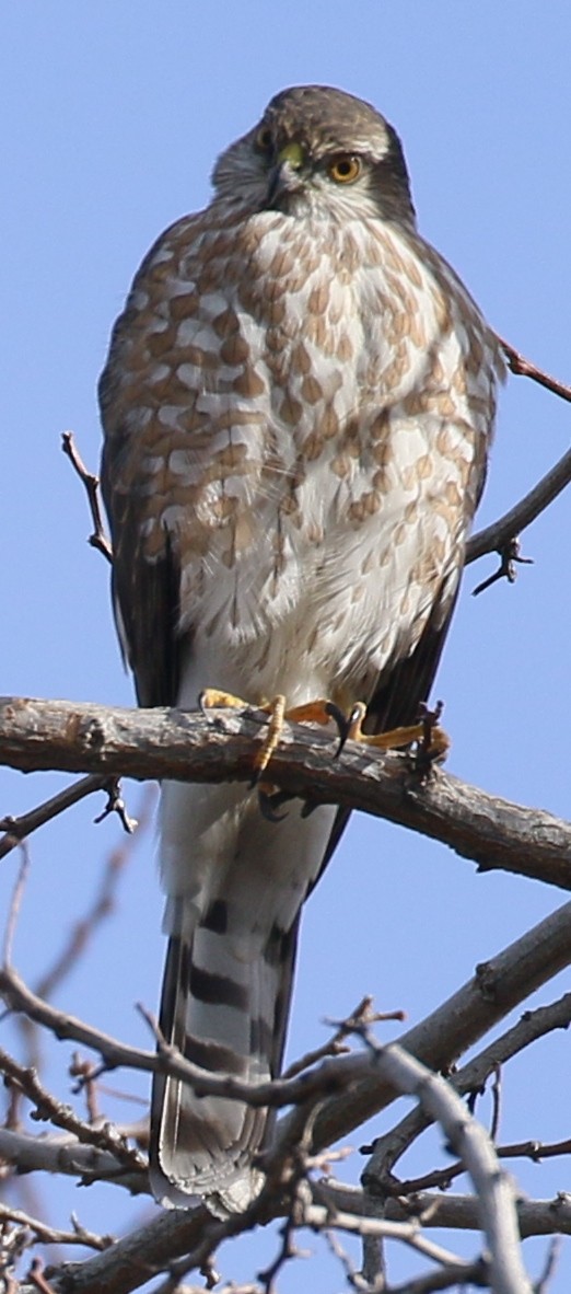 Sharp-shinned Hawk - Debby Parker