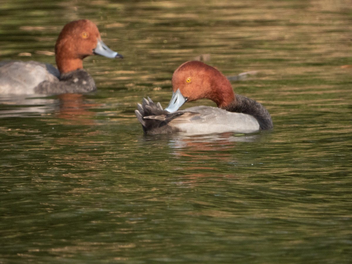 Redhead - ML296630151