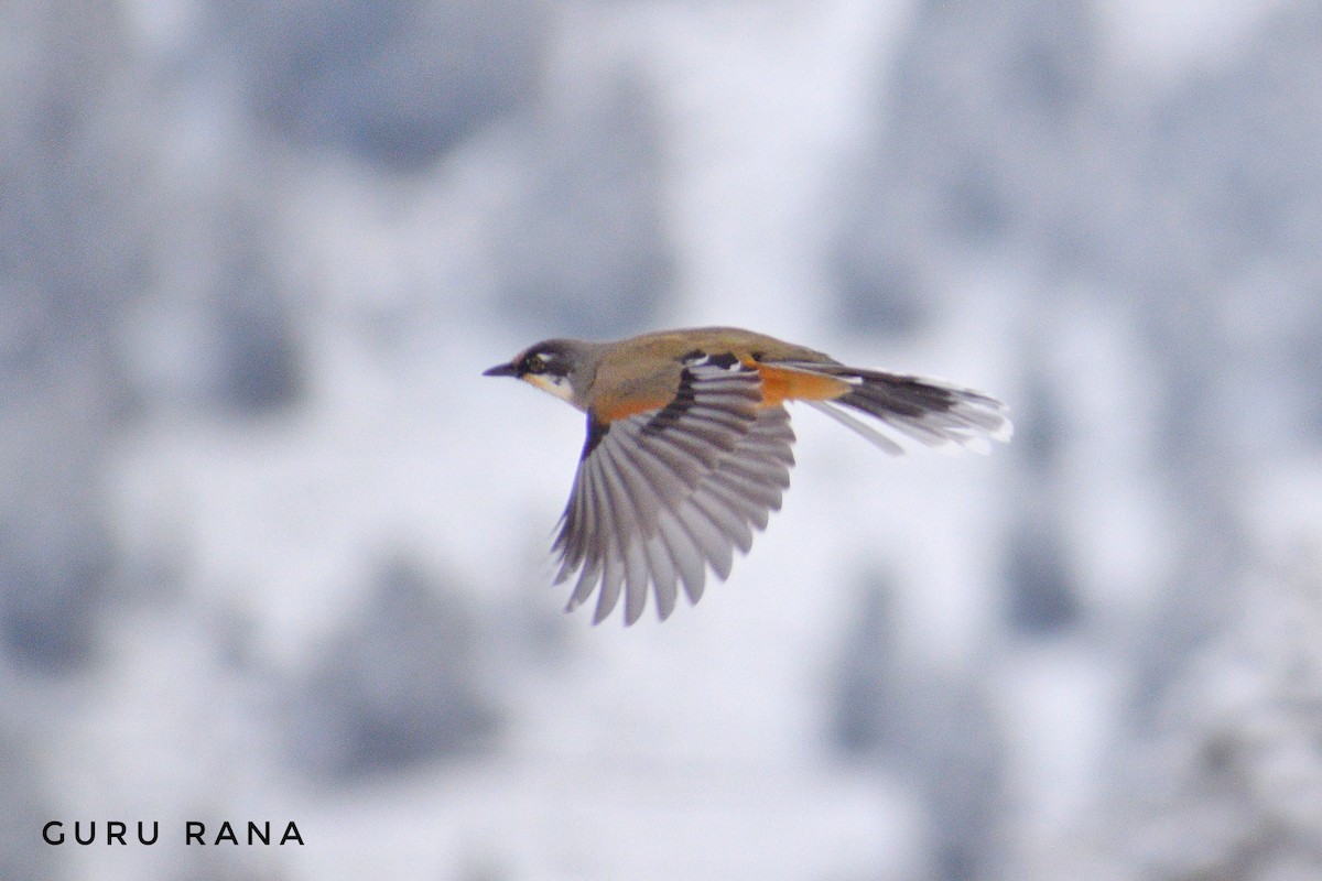 Variegated Laughingthrush - ML296630261