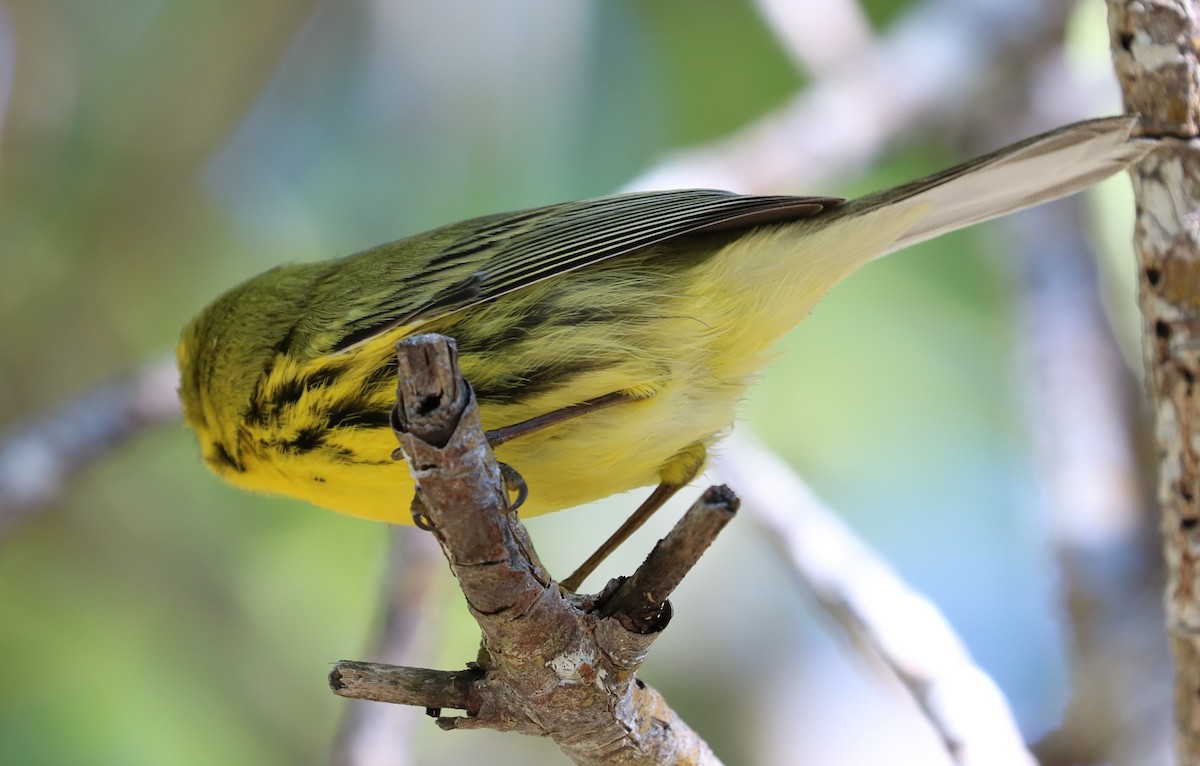 Prairie Warbler - adam zions