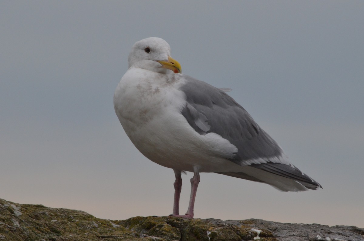 Glaucous-winged Gull - Andrew Jacobs