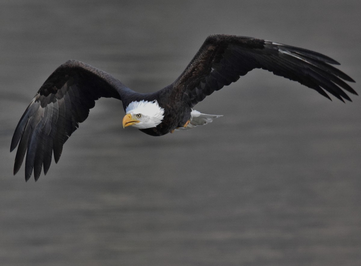 Bald Eagle - ML296631121