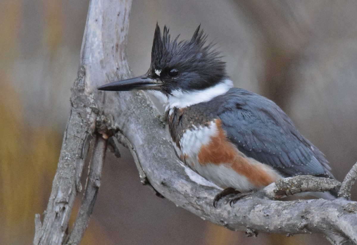 Belted Kingfisher - ML296631281