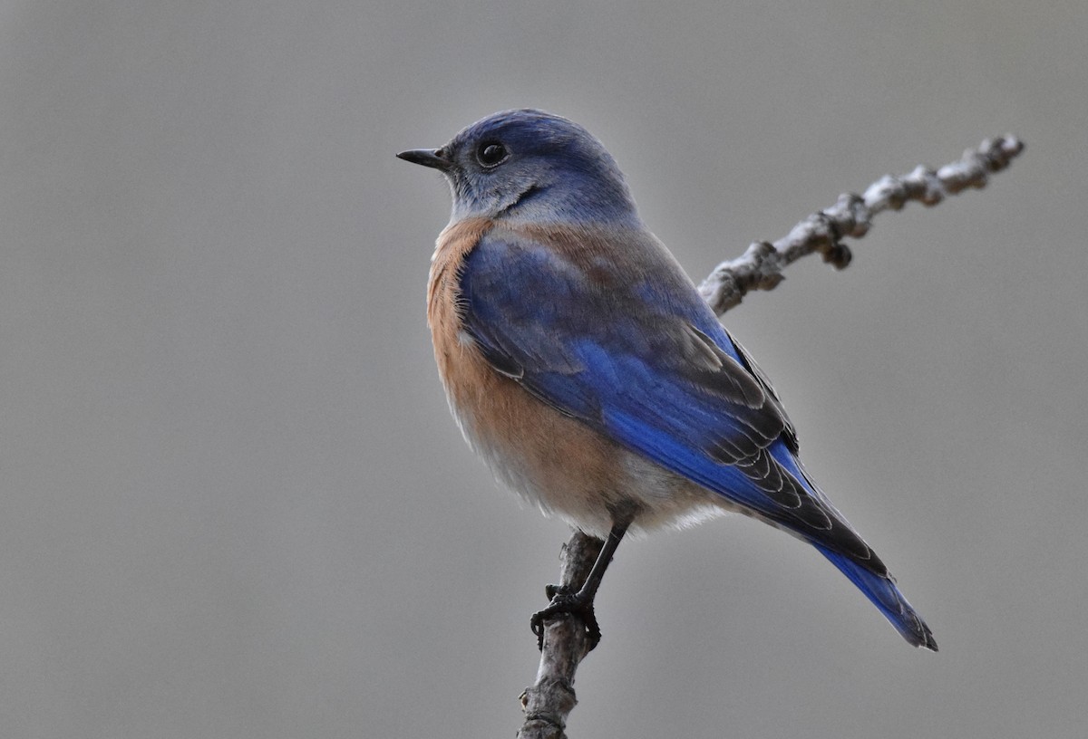 Western Bluebird - ML296631511