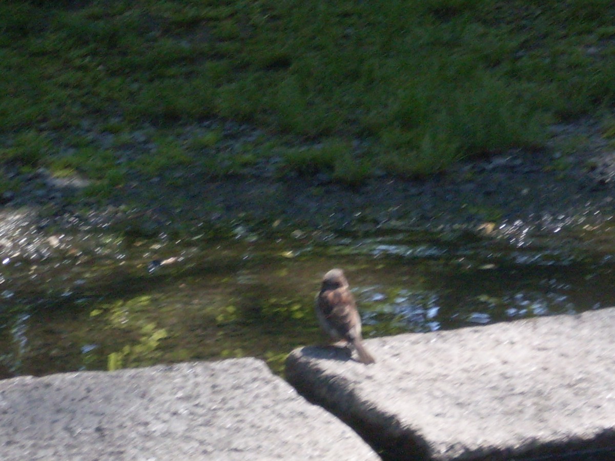 House Sparrow - Hayley Lester