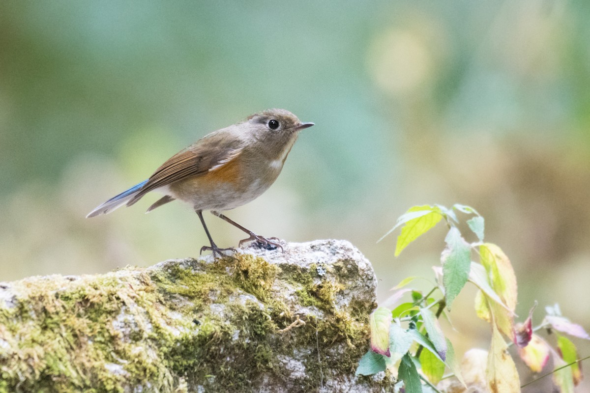 Himalayan Bluetail - ML296634341