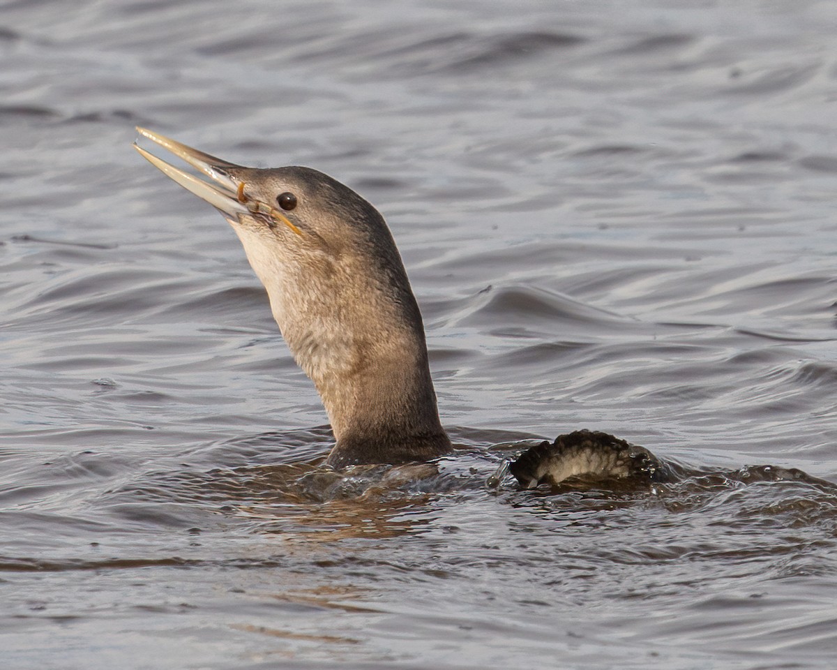 Yellow-billed Loon - Andrew Boycott