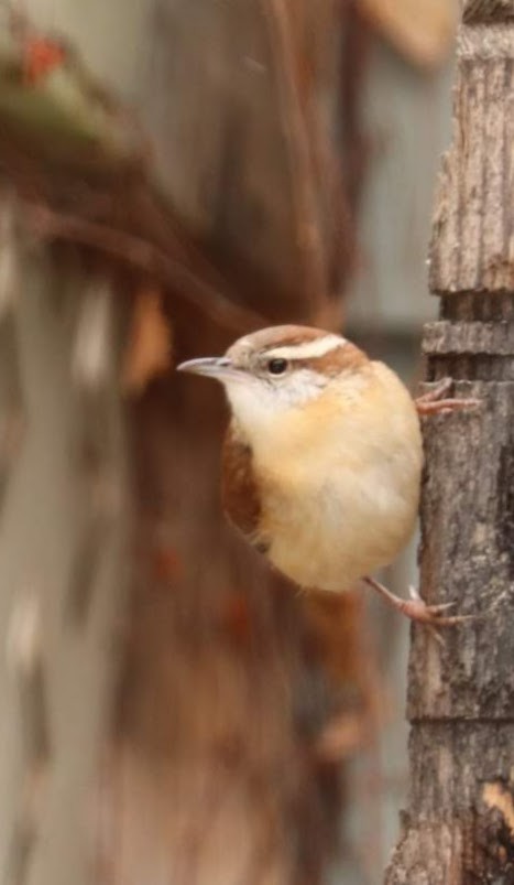 Carolina Wren - ML296636011