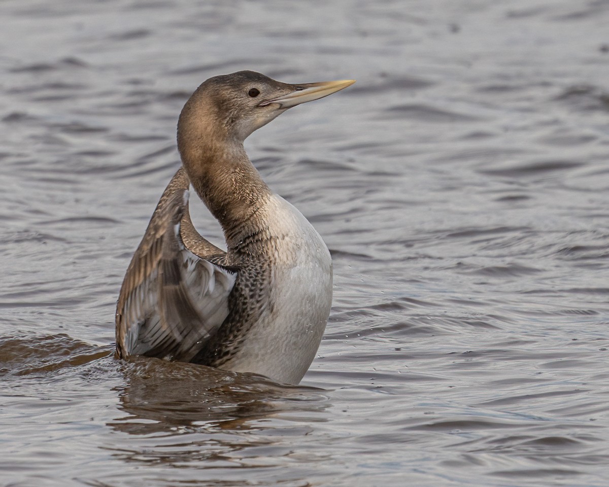 Yellow-billed Loon - ML296636111