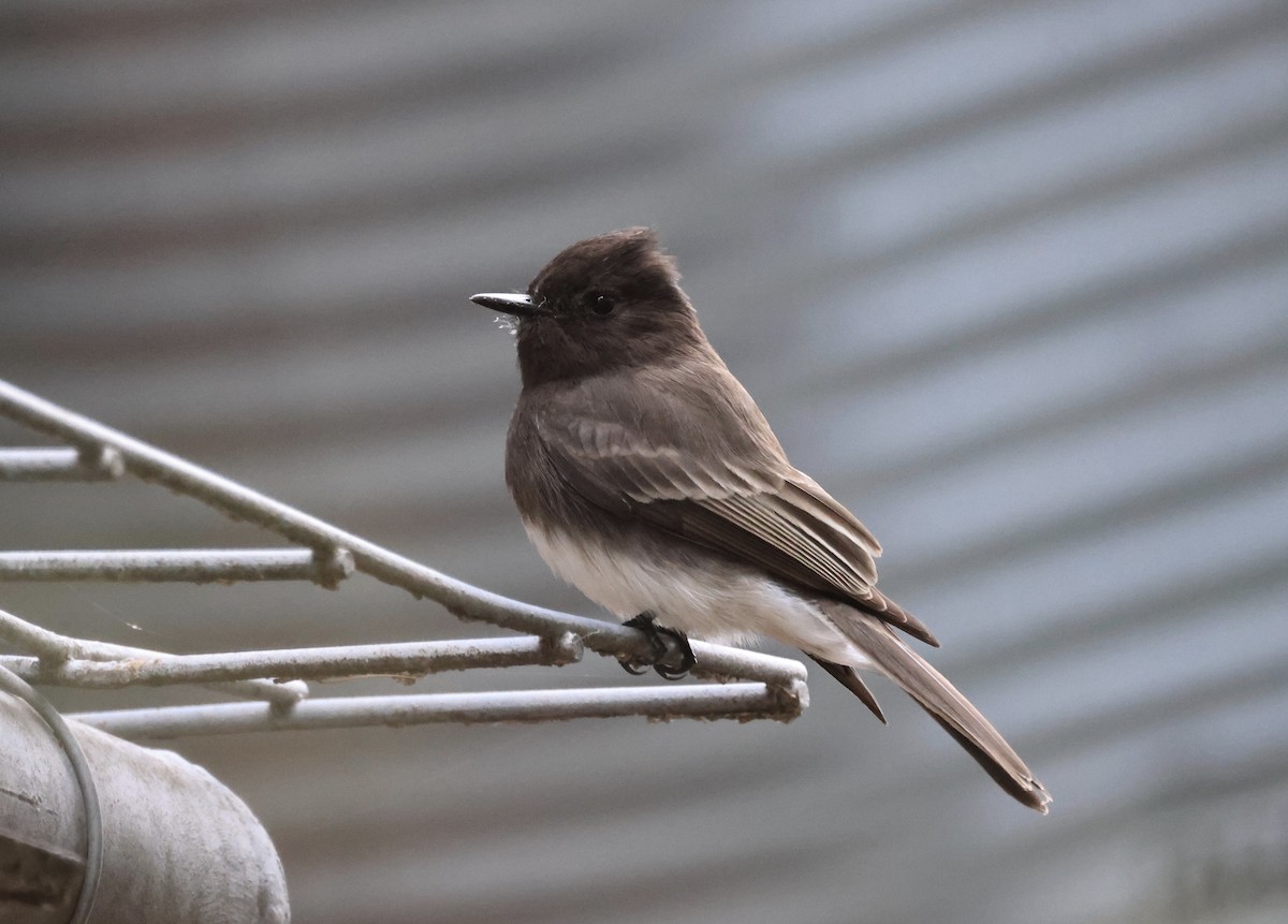 Black Phoebe - ML296636801