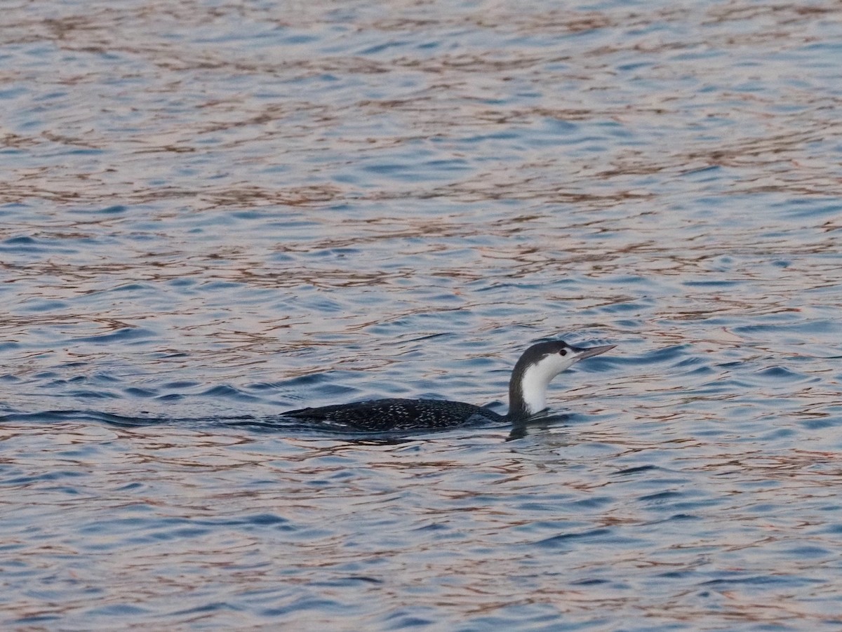 Red-throated Loon - ML296638711