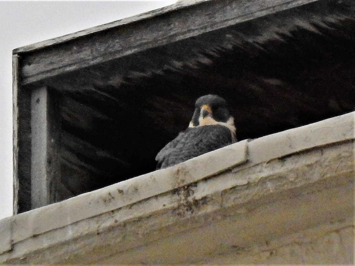 Peregrine Falcon - ML296640241