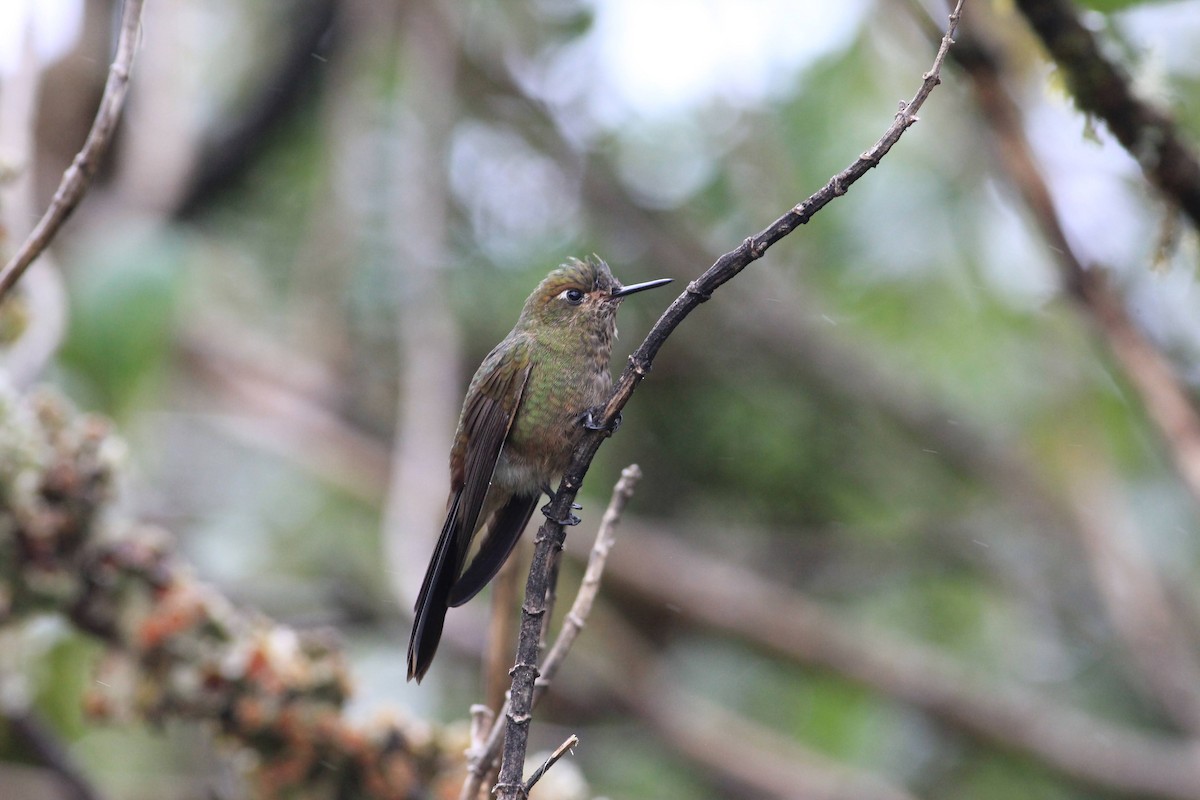 Bronze-tailed Thornbill - Thad Roller