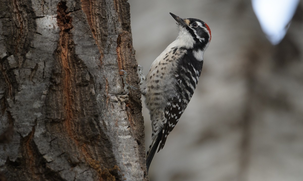 Nuttall's Woodpecker - ML296640521