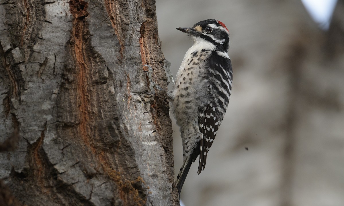 Nuttall's Woodpecker - ML296640841