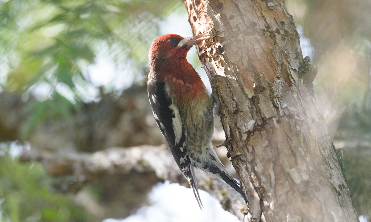Red-breasted Sapsucker - ML296643541