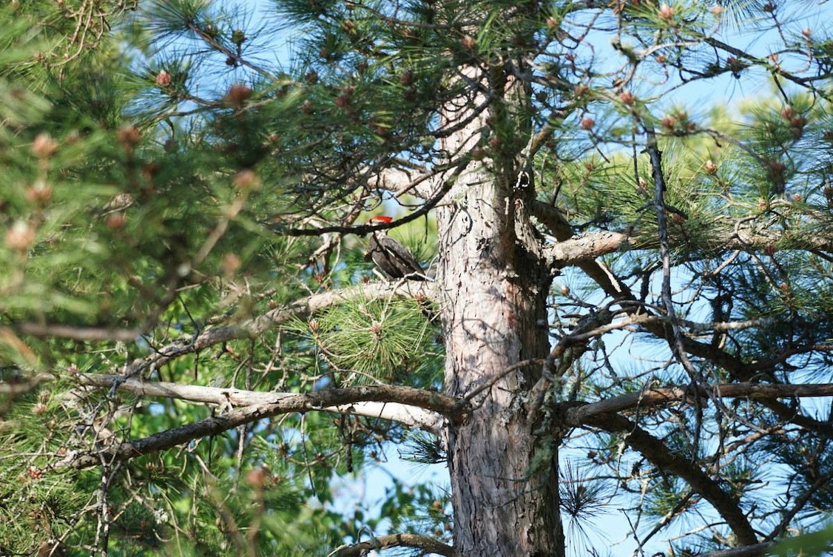 Pileated Woodpecker - ML296643951