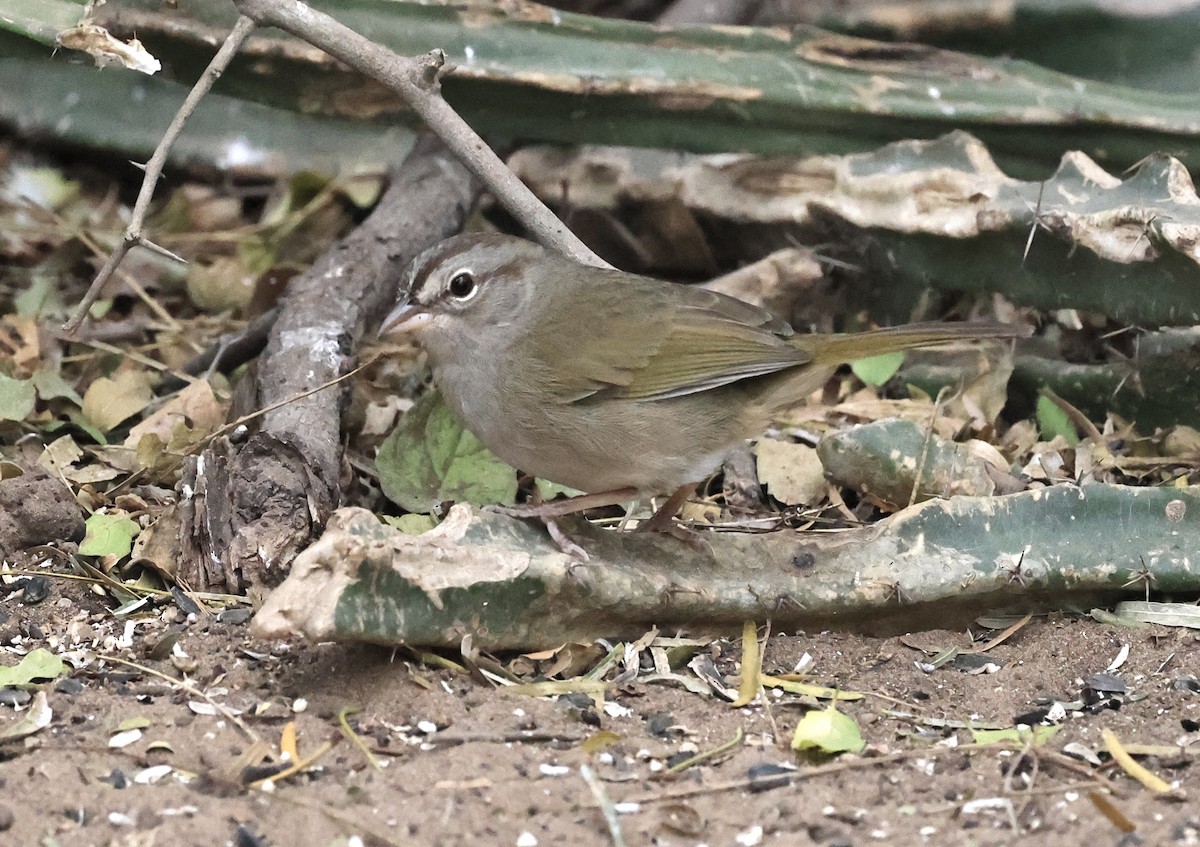 Olive Sparrow - Paul Bielefeldt