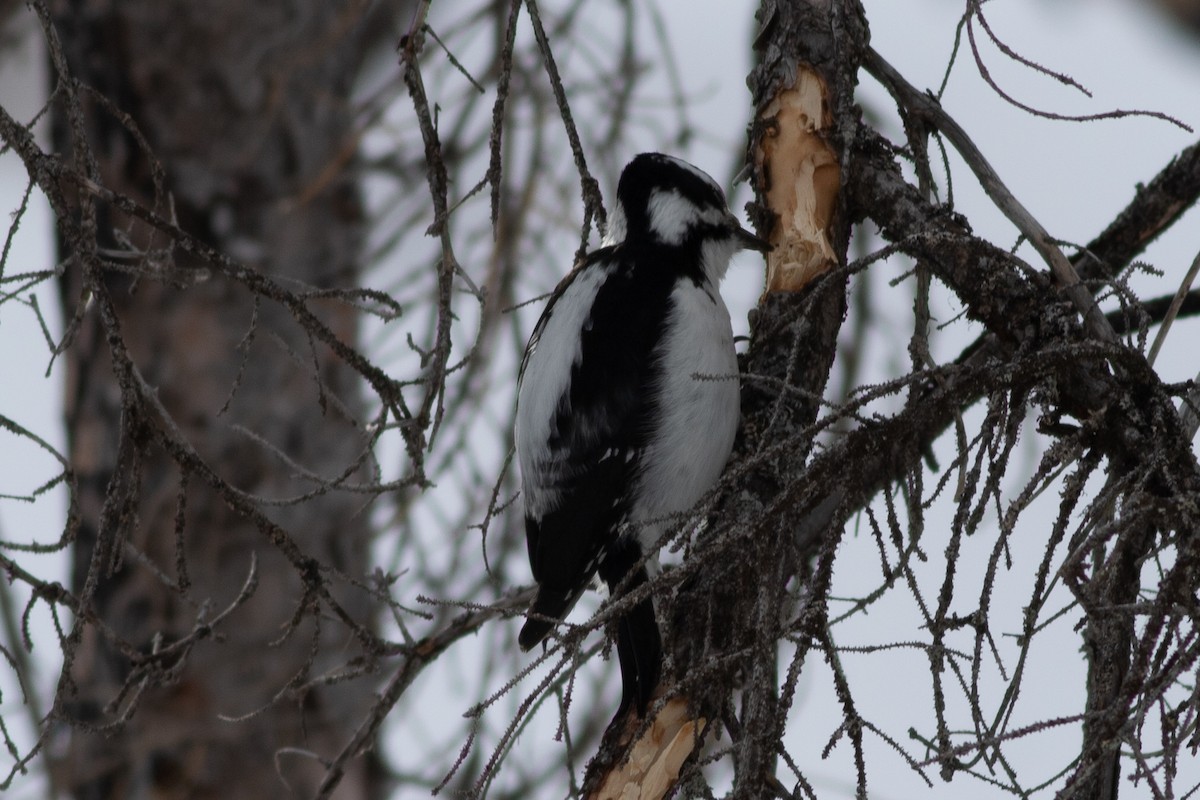 Hairy Woodpecker - ML296645151