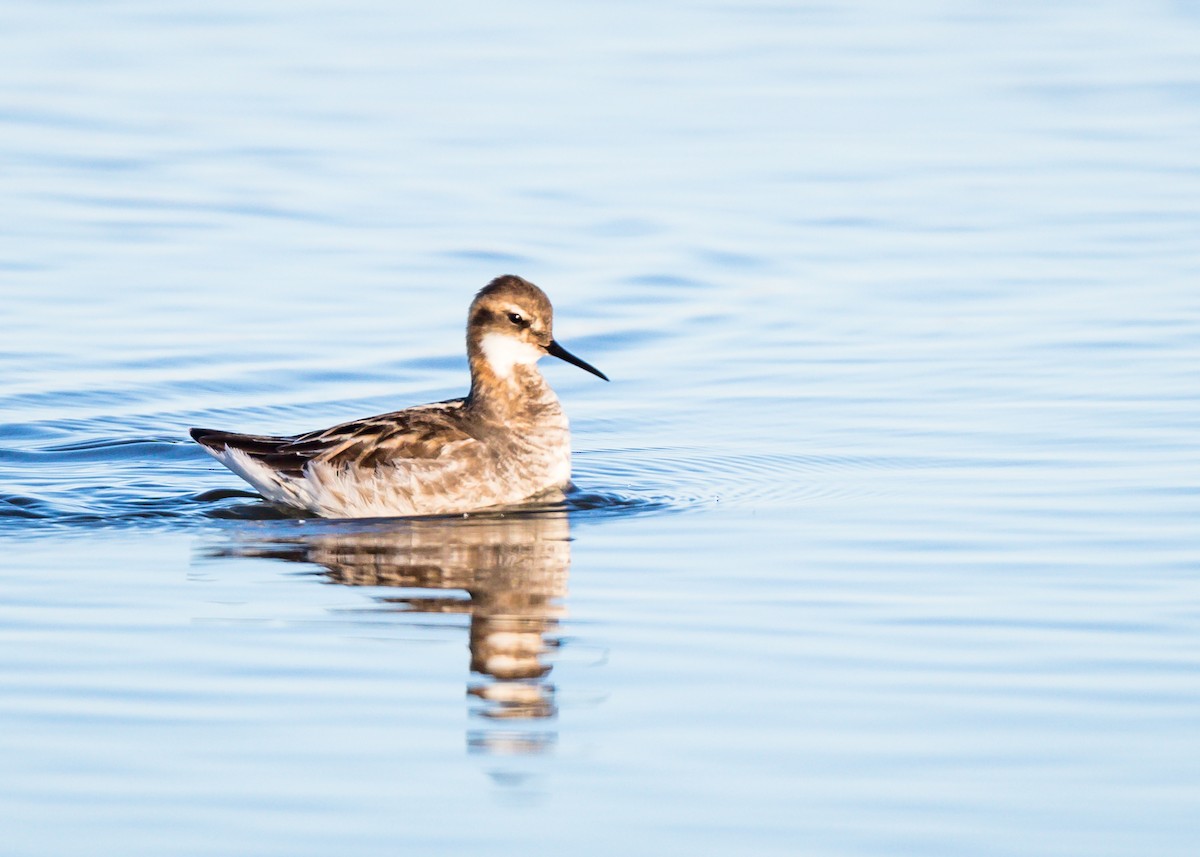 Red-necked Phalarope - Tom Wilberding