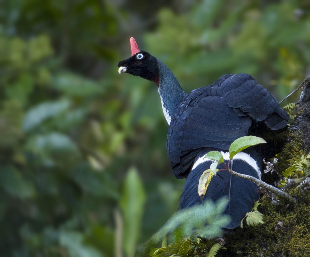 Horned Guan - ML296645481