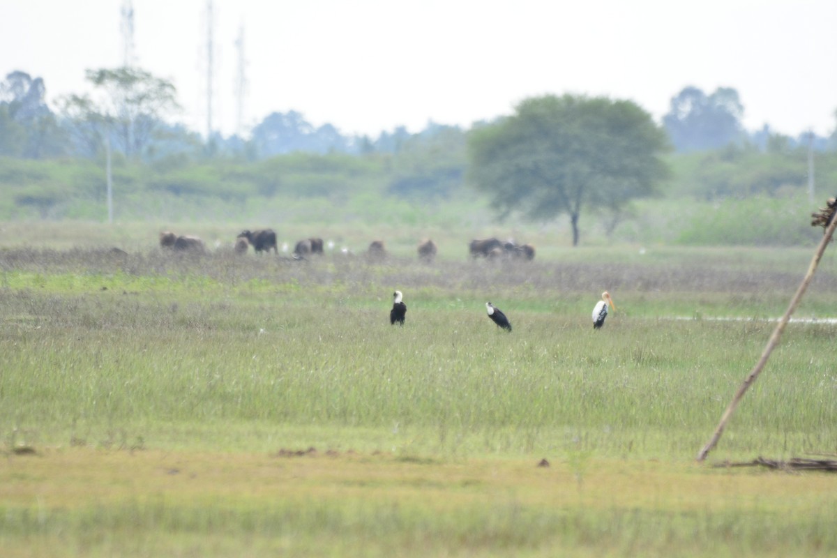 Asian Woolly-necked Stork - ML296646731