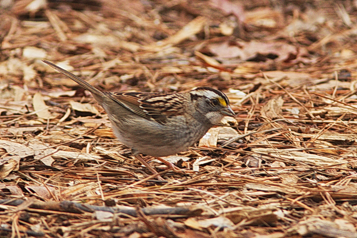 White-throated Sparrow - Stan Chapman