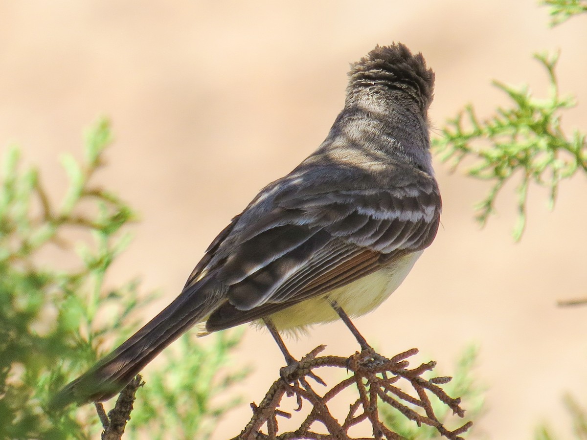 Ash-throated Flycatcher - ML296652731