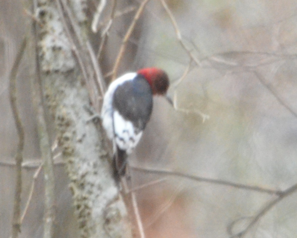 Red-headed Woodpecker - ML296652881