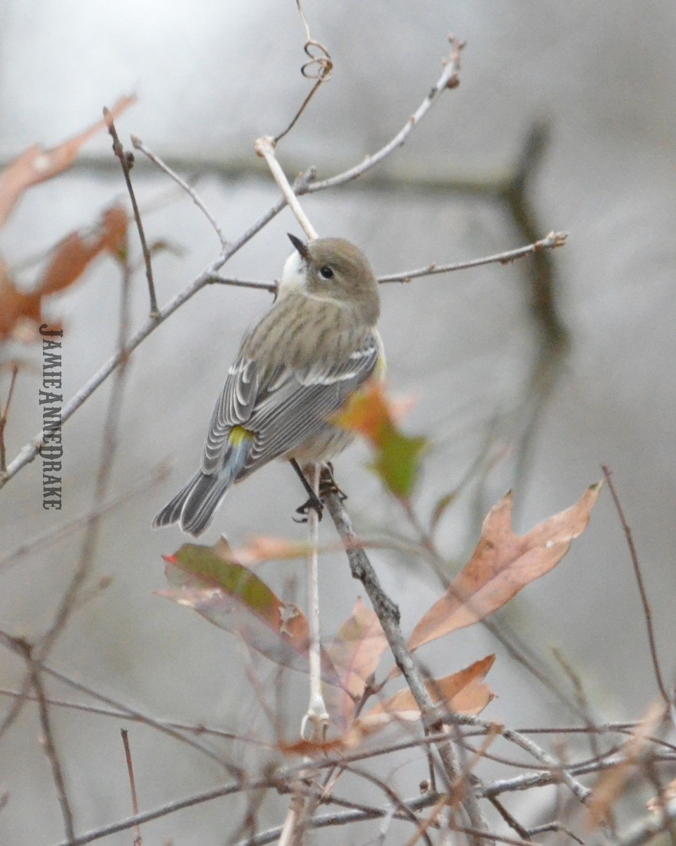 Yellow-rumped Warbler - ML296653481