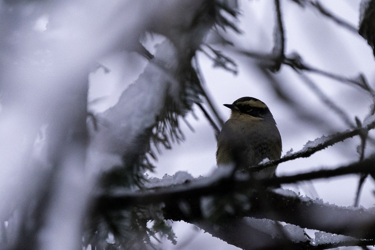 Siberian Accentor - ML296656391
