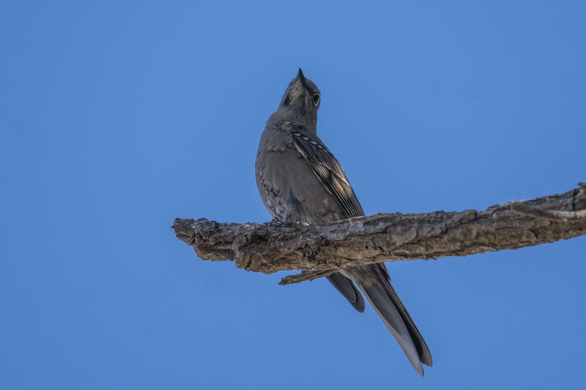 Townsend's Solitaire - ML296656421