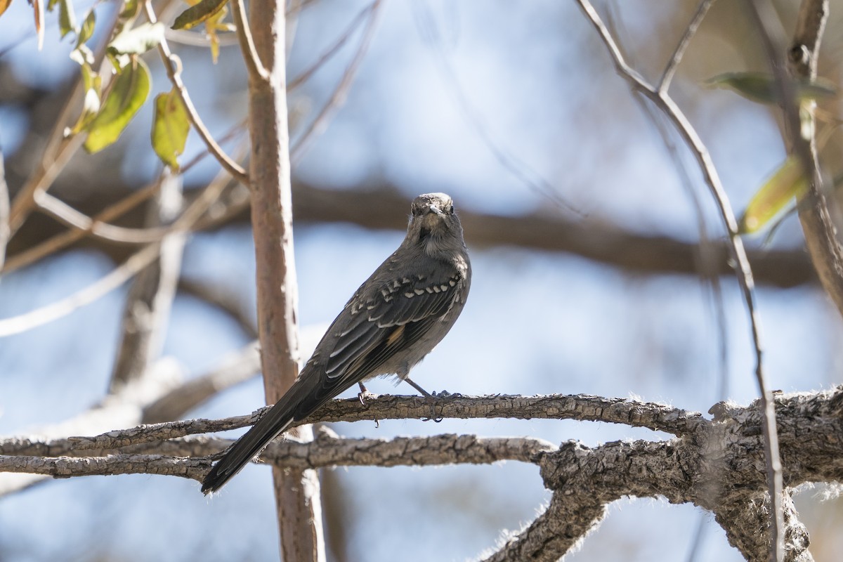 Townsend's Solitaire - ML296656431