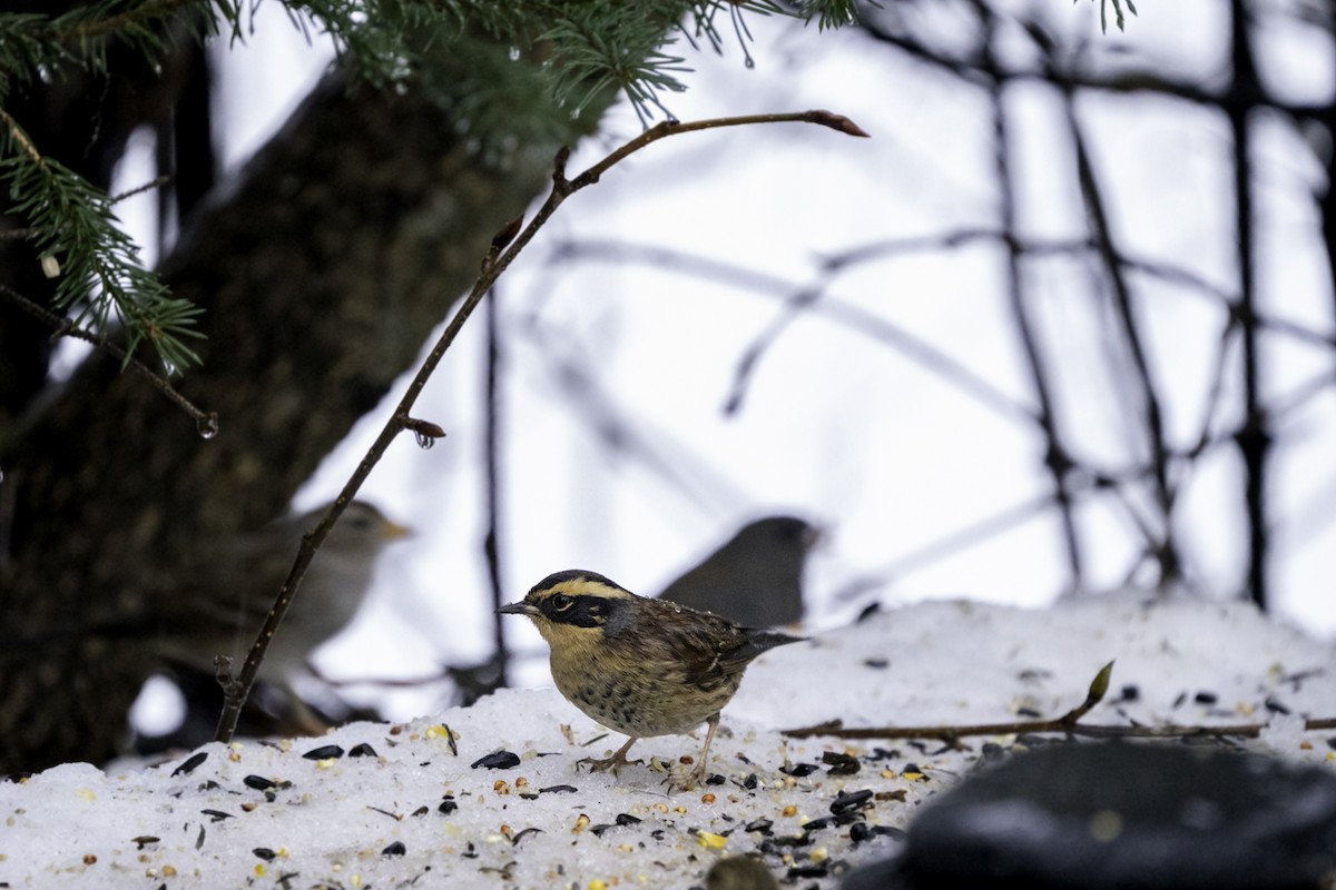 Siberian Accentor - ML296656461