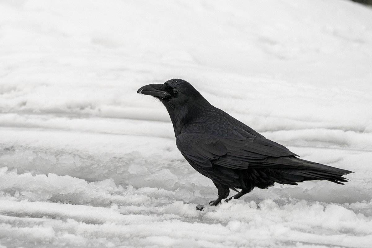 Common Raven - ML296656741