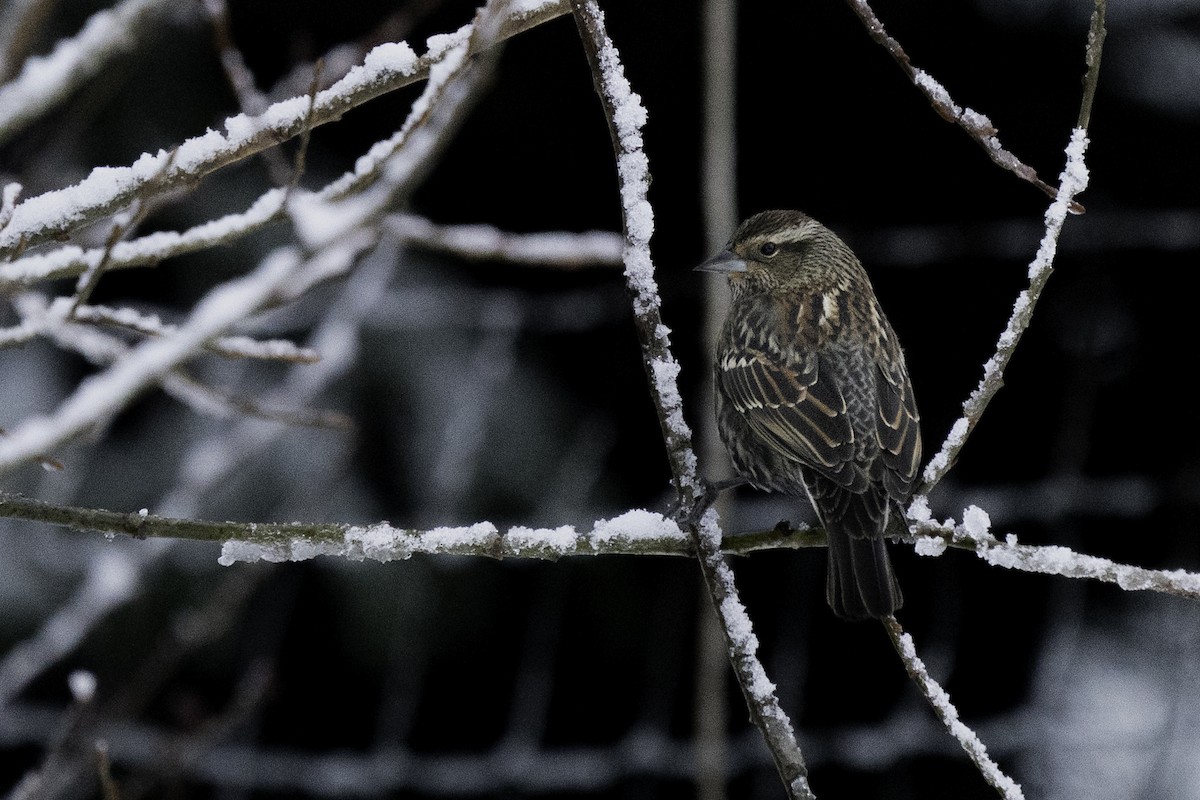 Red-winged Blackbird - ML296656781