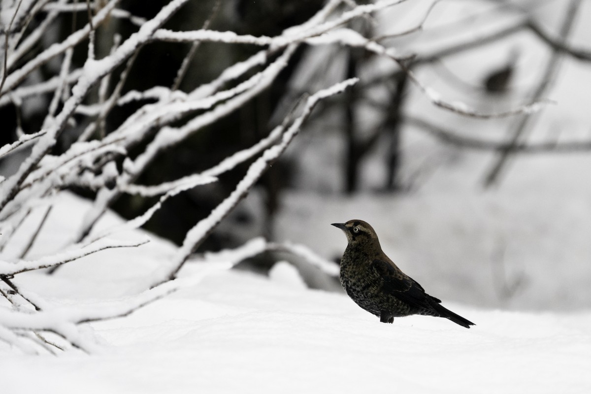 Rusty Blackbird - ML296656821